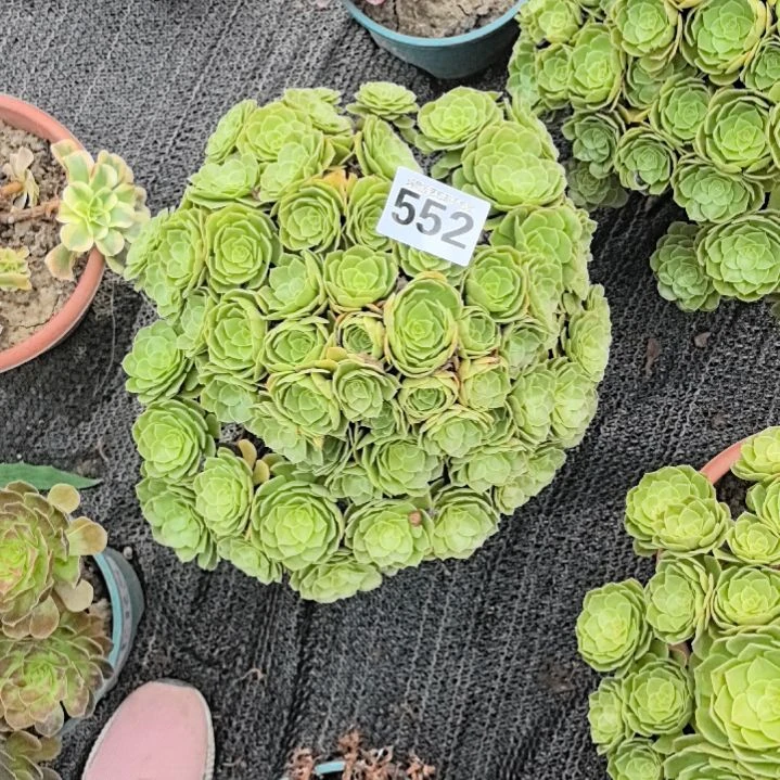 552万圣节花花3-22
