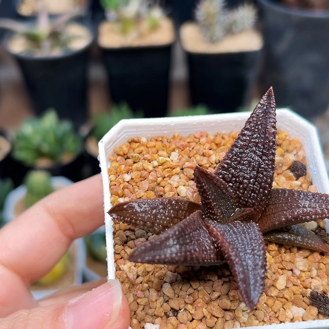 黑王寿硬叶十二卷一颗