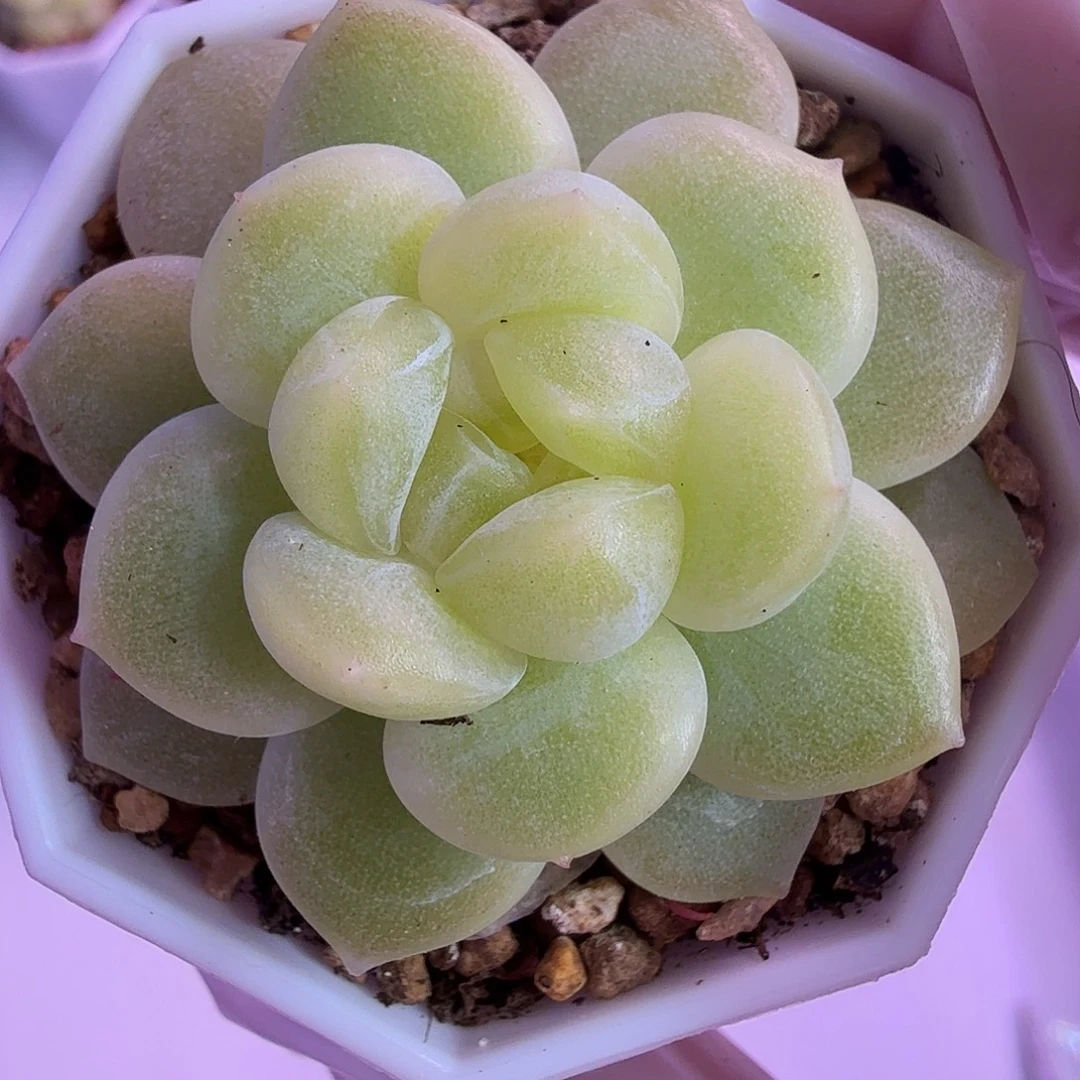 桃夭财富密码一物一拍