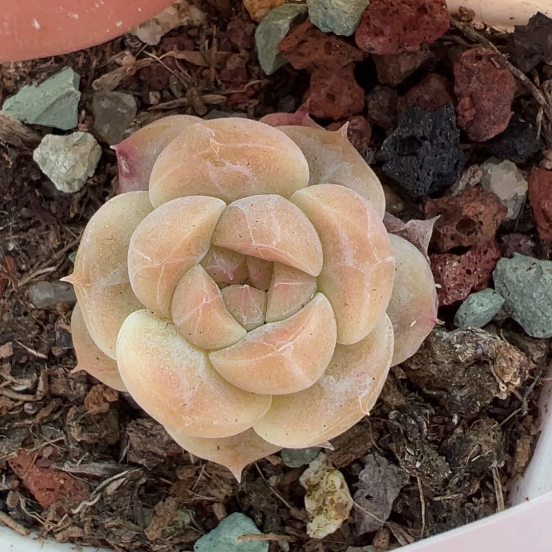 小卡拉米糖心一物一拍4-67