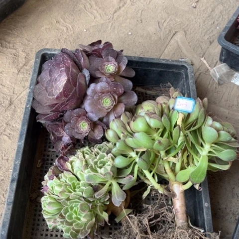 243多肉植物组合