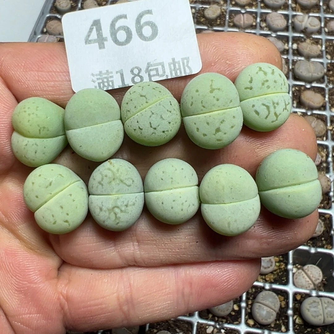 【闪购商品】 466。