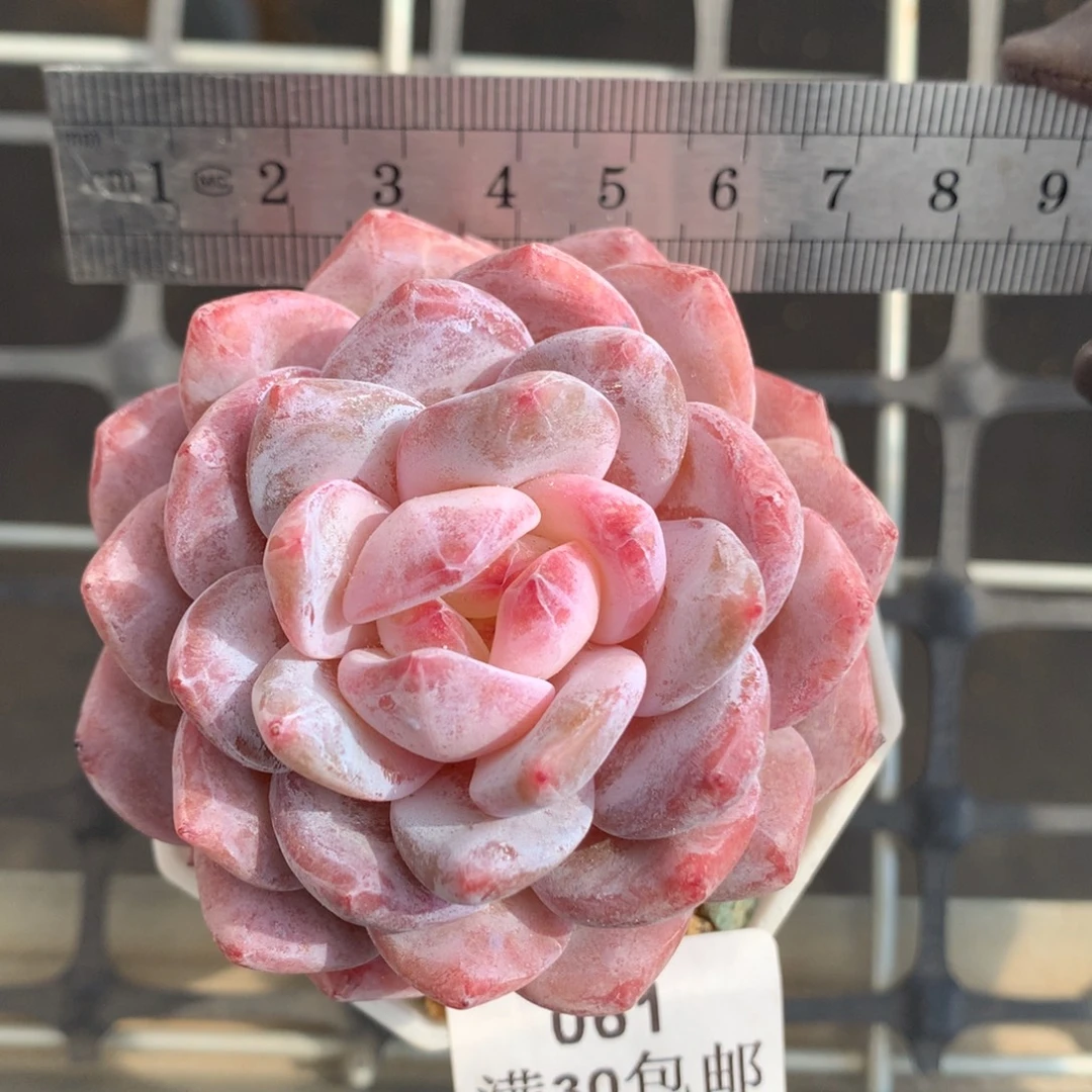 61。糖心花朵脸星影橙。