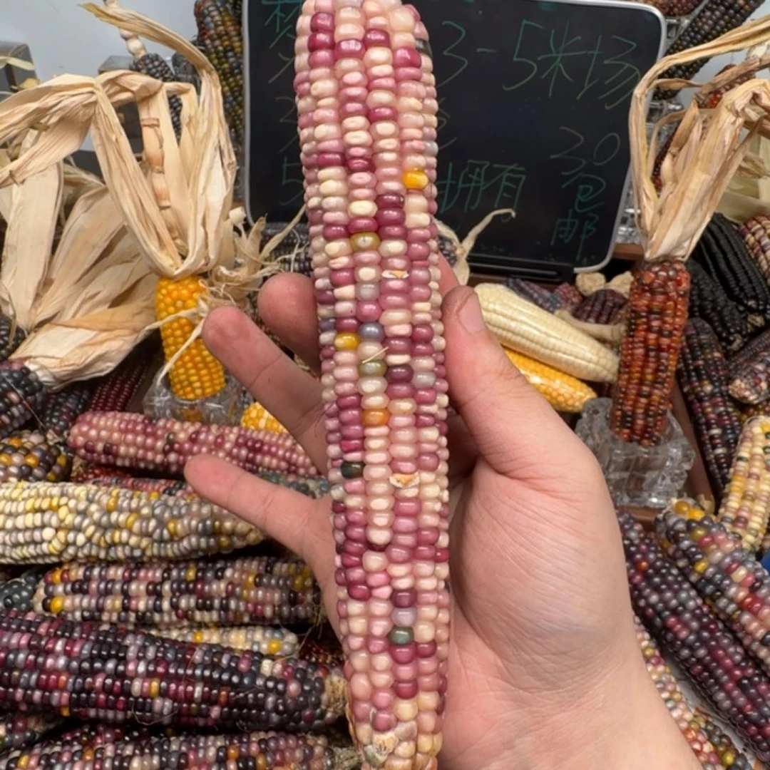 柏香籽/百香籽吊坠等***瑰