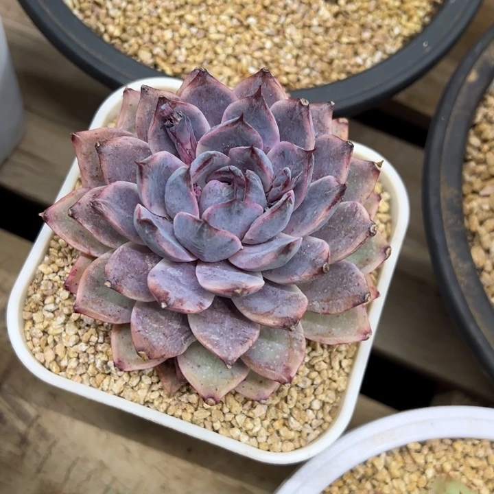 紫水晶 单头 怎么样呀