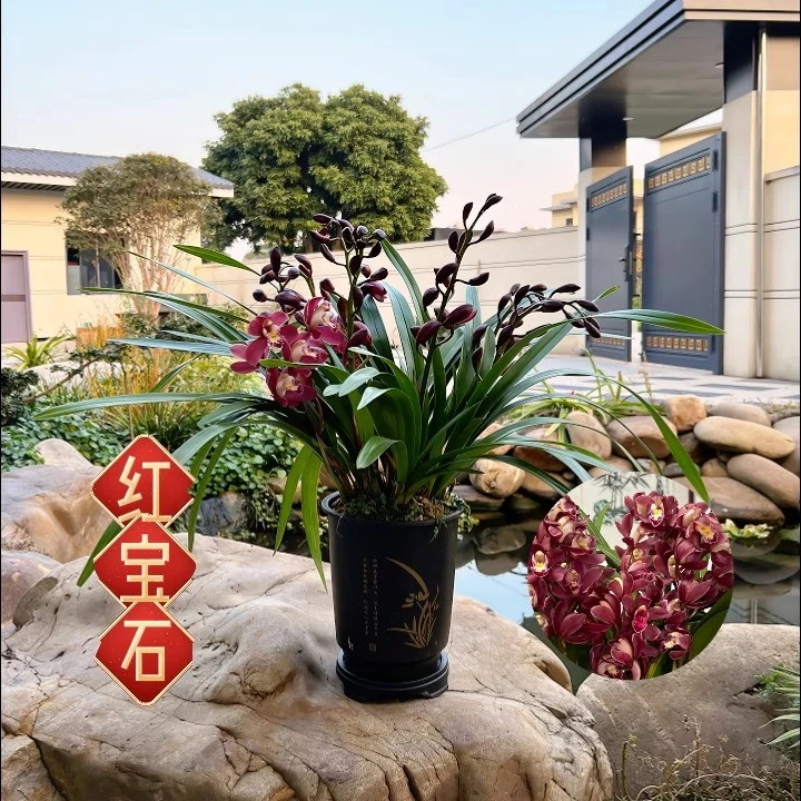 【红宝石】2花剑起室内带花剑好养易活红色花清香春节期间开