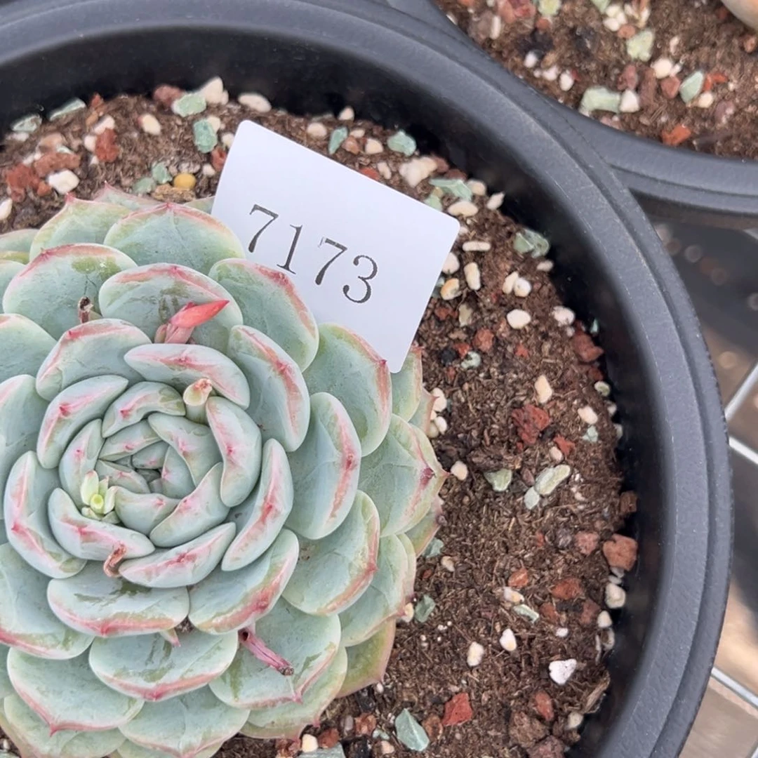 汤*洋7173多肉多多多多多