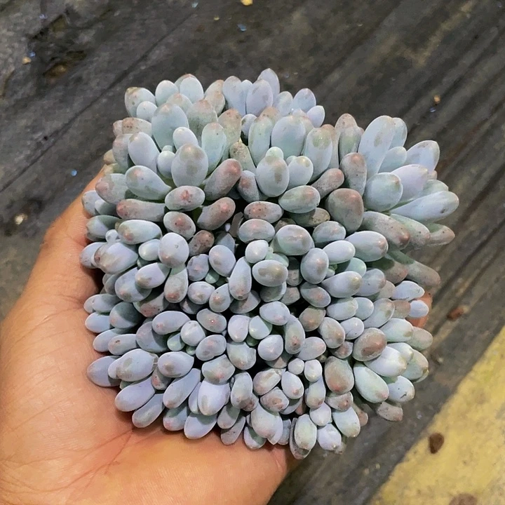 汤圆一物一拍哦哦