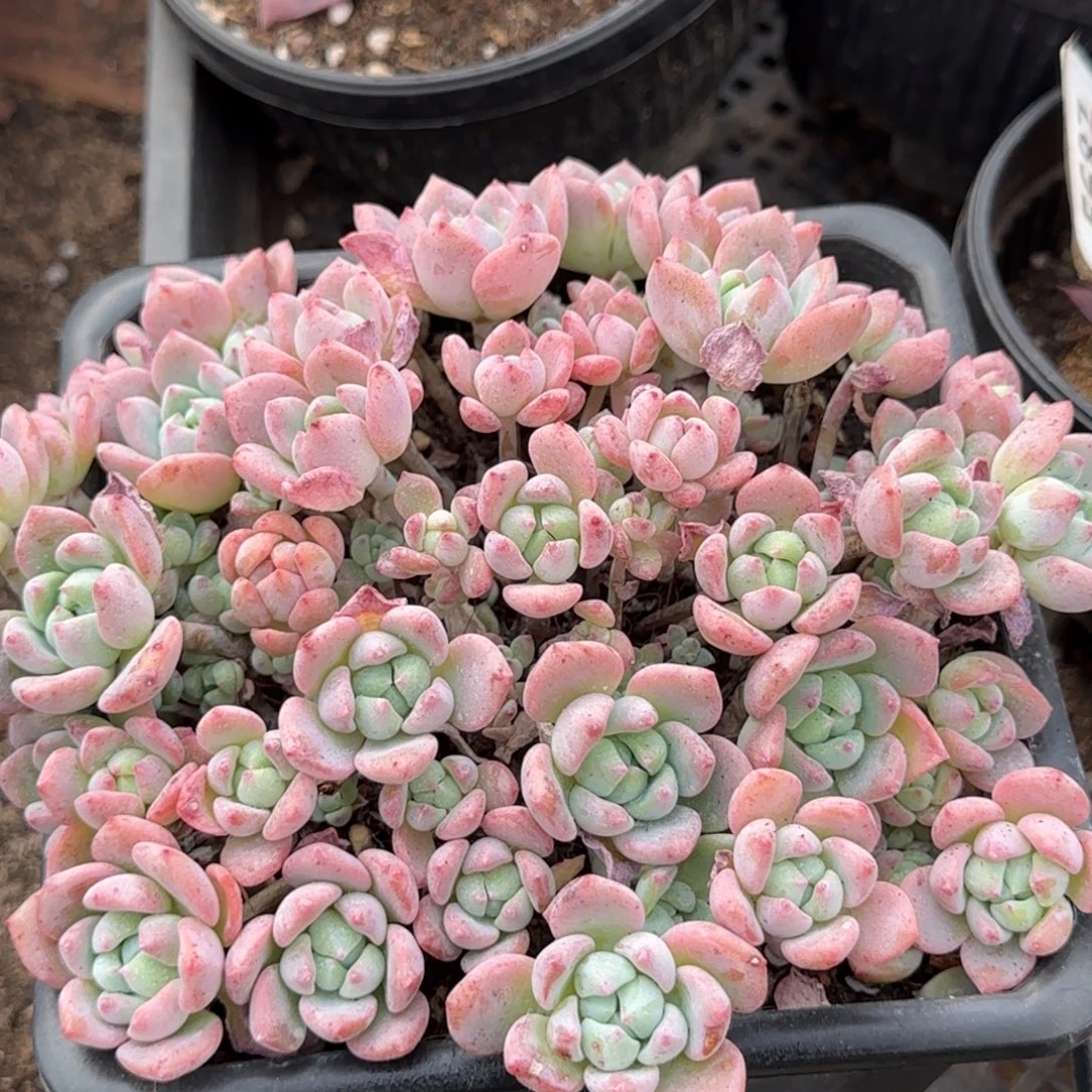 桃酥惊鸿一物一拍包装收缩花旱