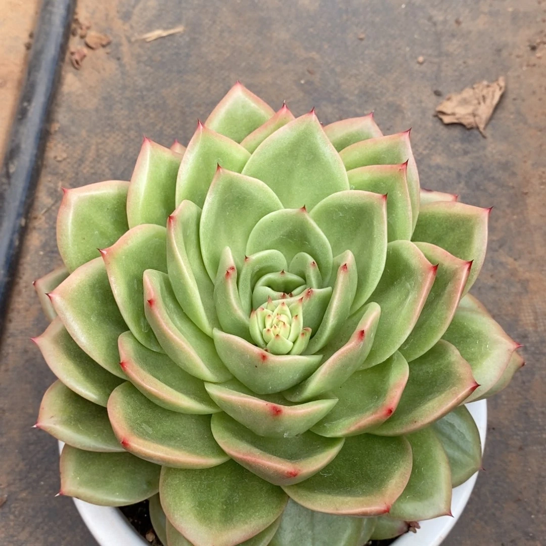 开**?福利特价狮子王