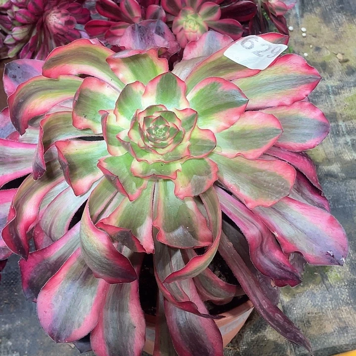 多肉法师法师多肉629