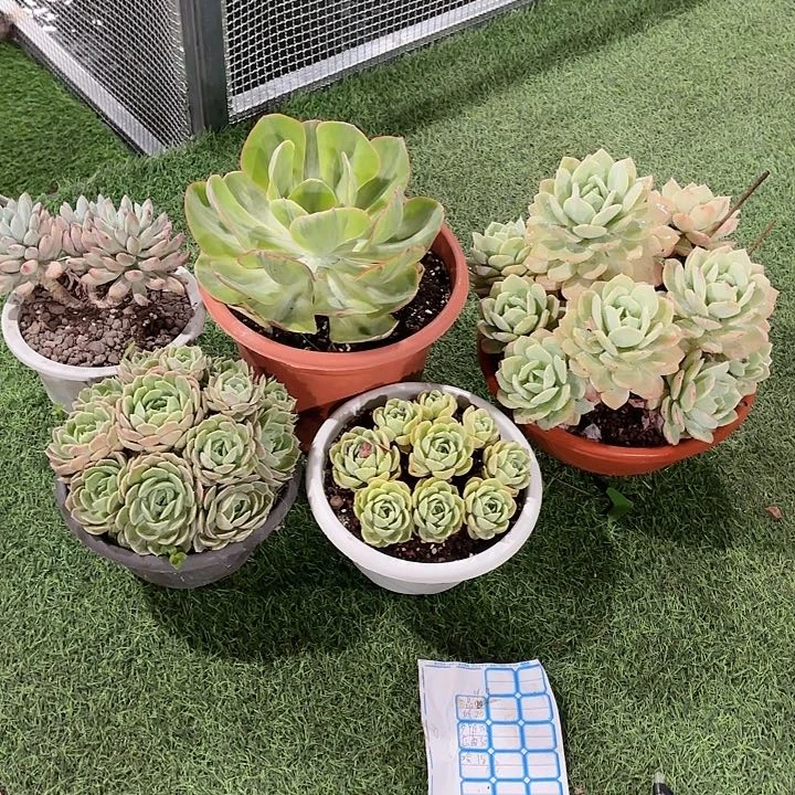 醉***哈清风姐姐专属套餐多肉