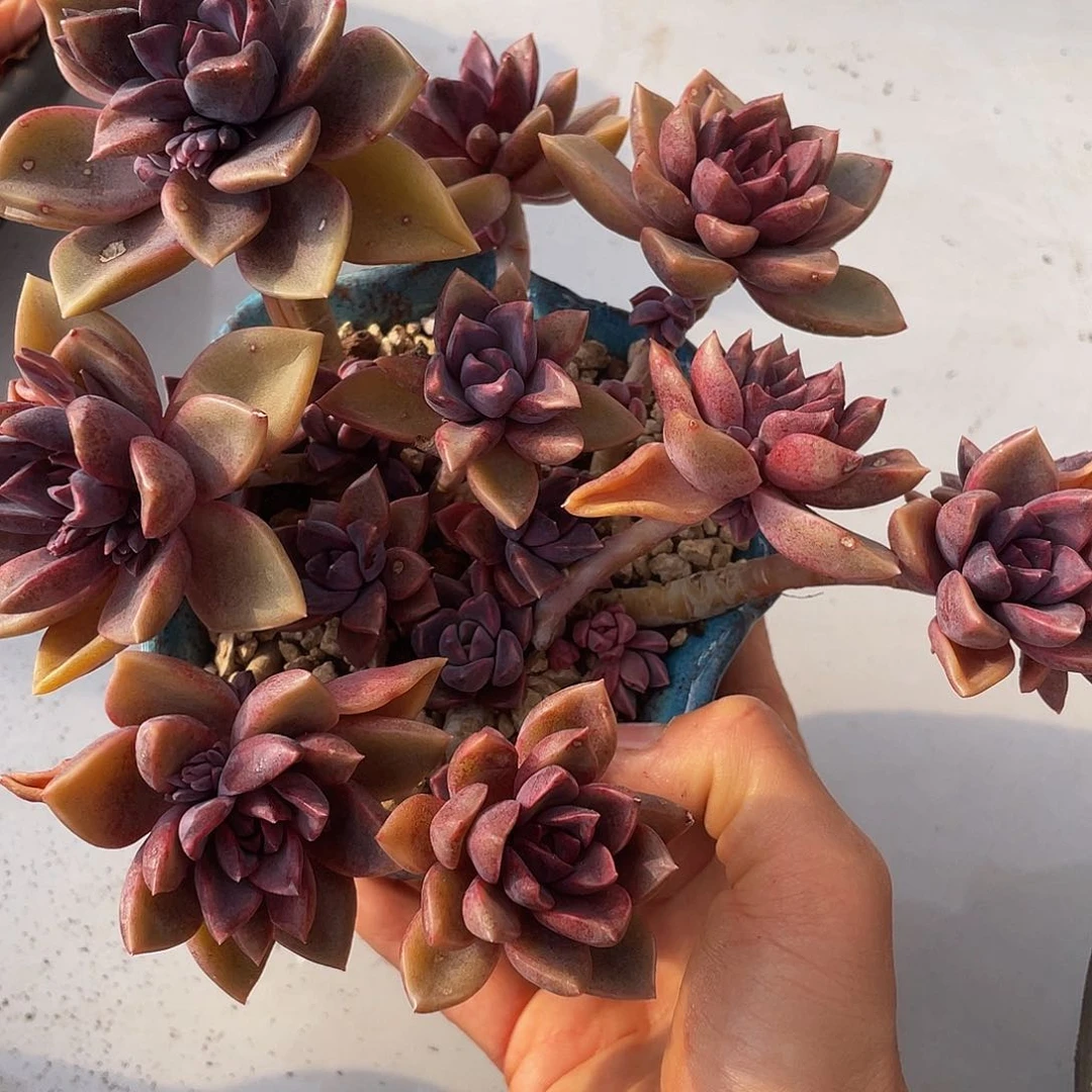 杂交多肉多肉多肉