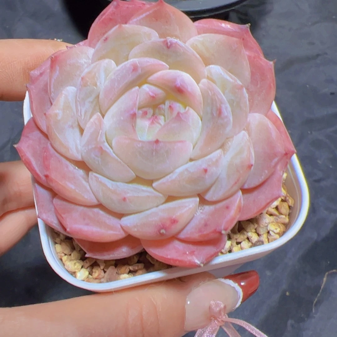 小*裙多肉植物，多肉植物