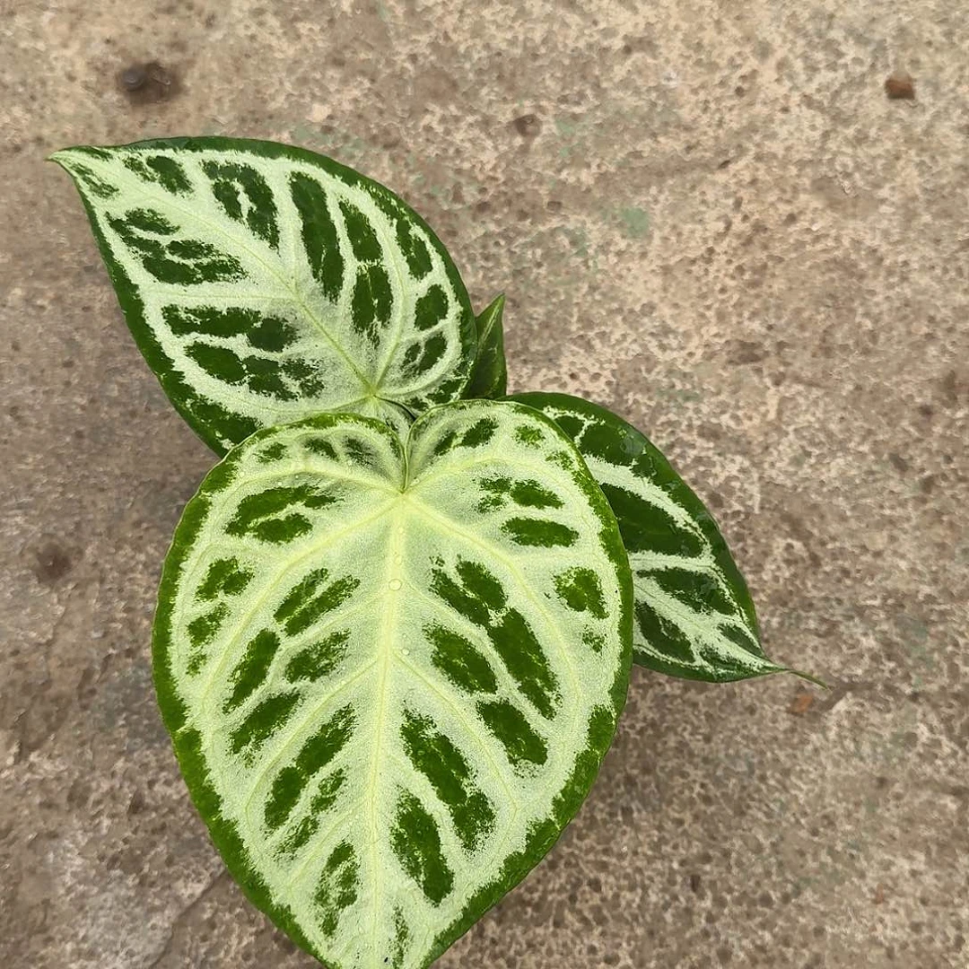 哈***汪不开花植物一物一拍A111