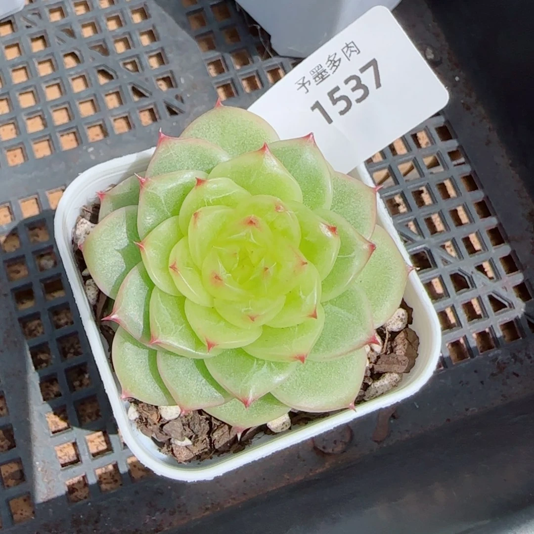 杜若珍妮，1537多肉植物