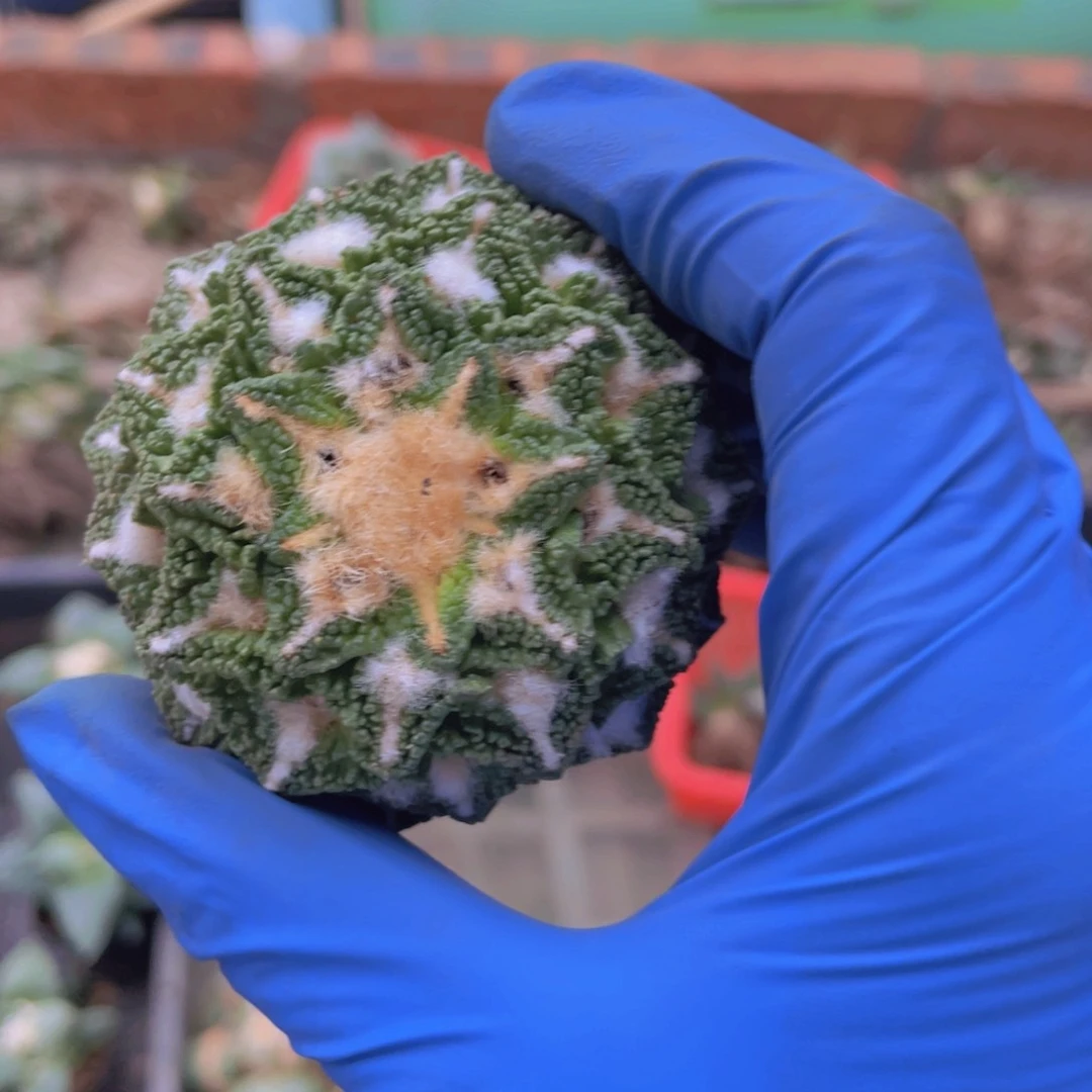 O***i自根福利福利福利