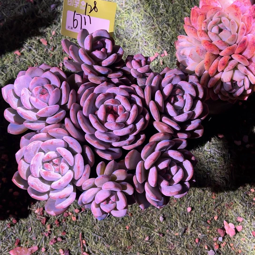 用****1橙梦露群生一颗