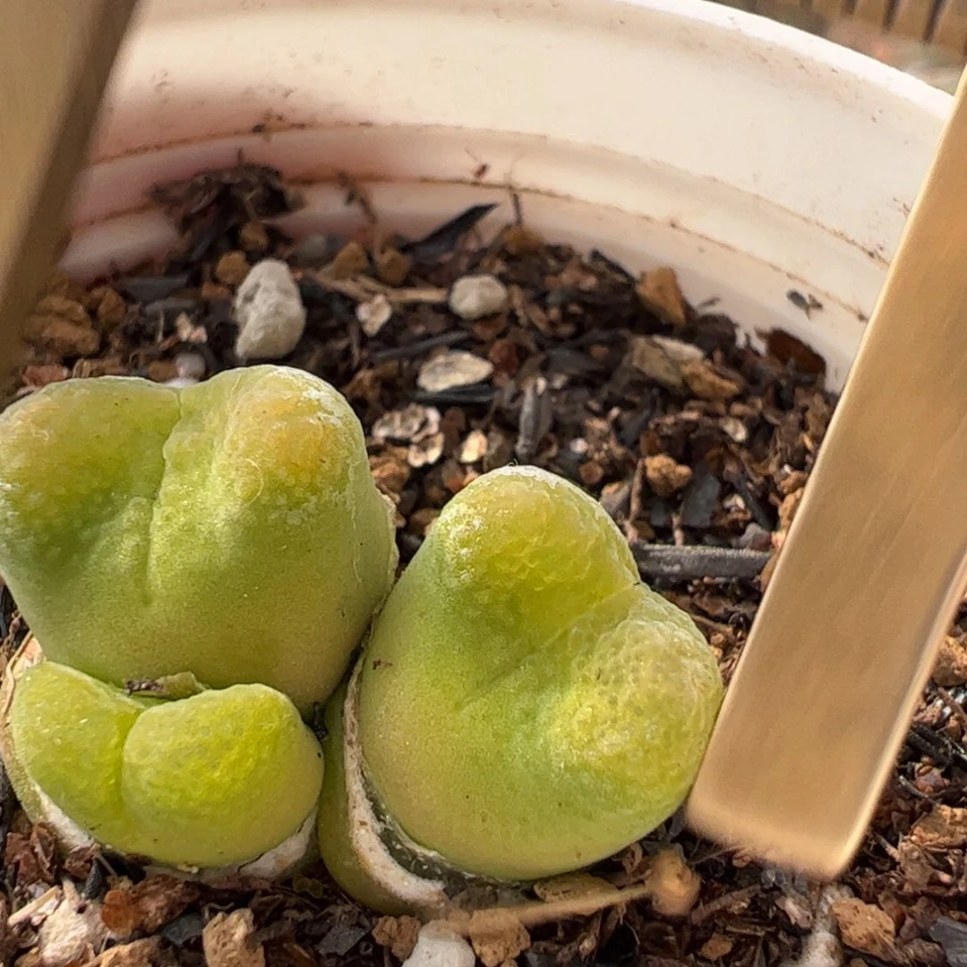 彩虹蛋糕母本多肉