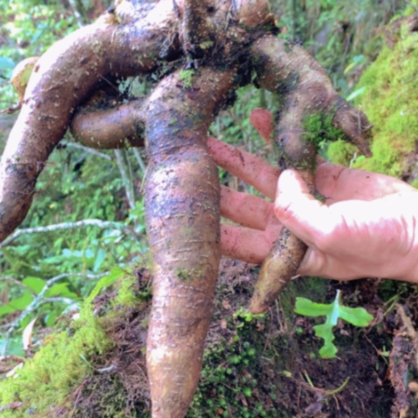 【闪购商品】无花朵