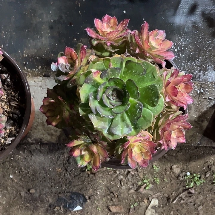 海王七彩小手捧法师