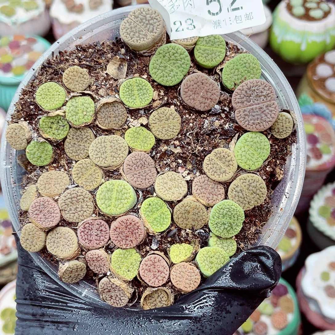 生石花满18包邮0623-52