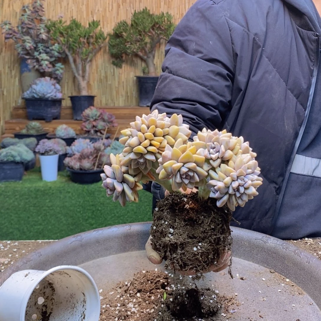 K**.E104号淡雪缀多肉