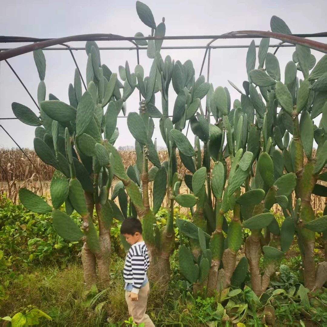 仙人掌老桩树宝塔造景专用