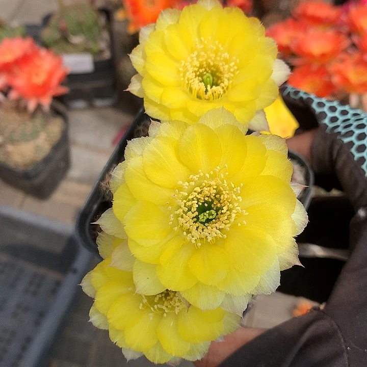 60 实生丽花7厘米盆