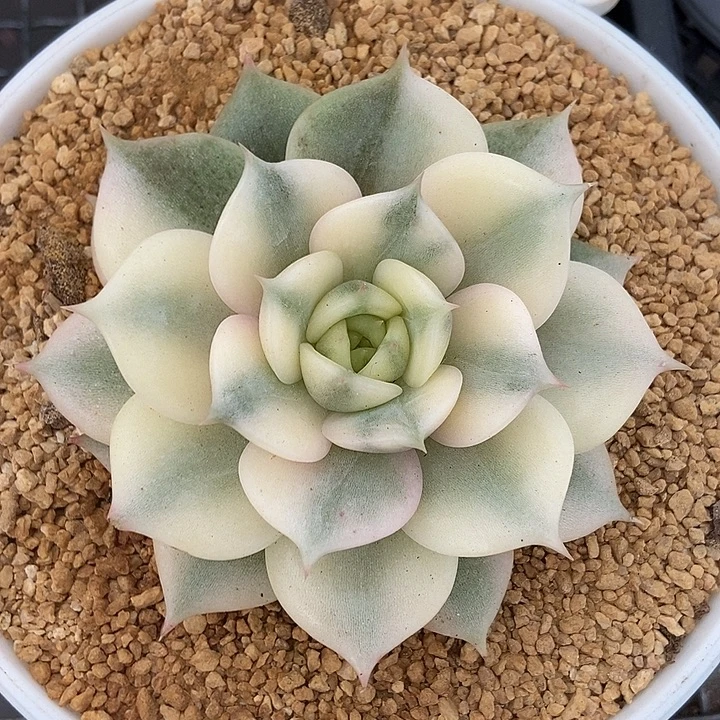 贝加尔湖锦多肉植物