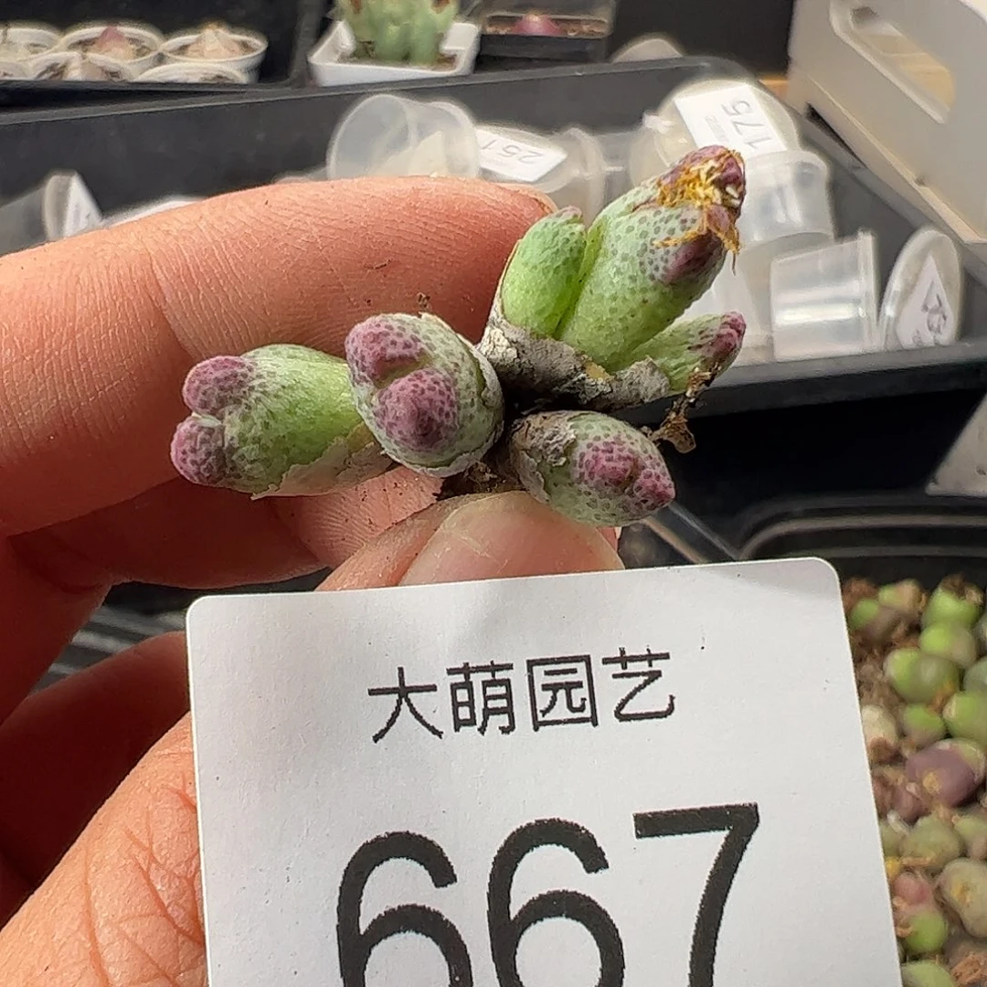 一物一拍清盒福利默认有瑕667