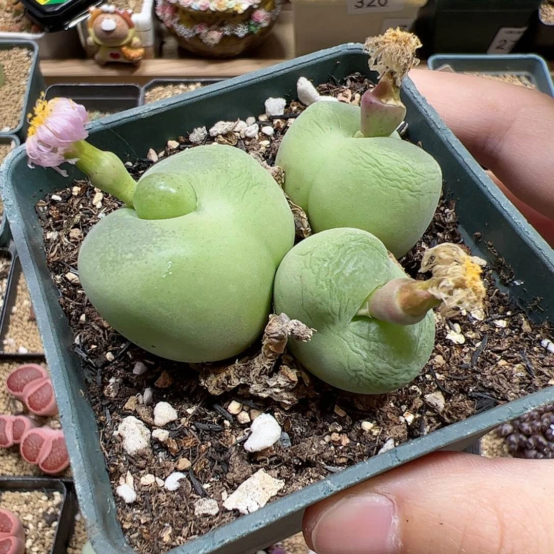 【闪购商品】370 秒