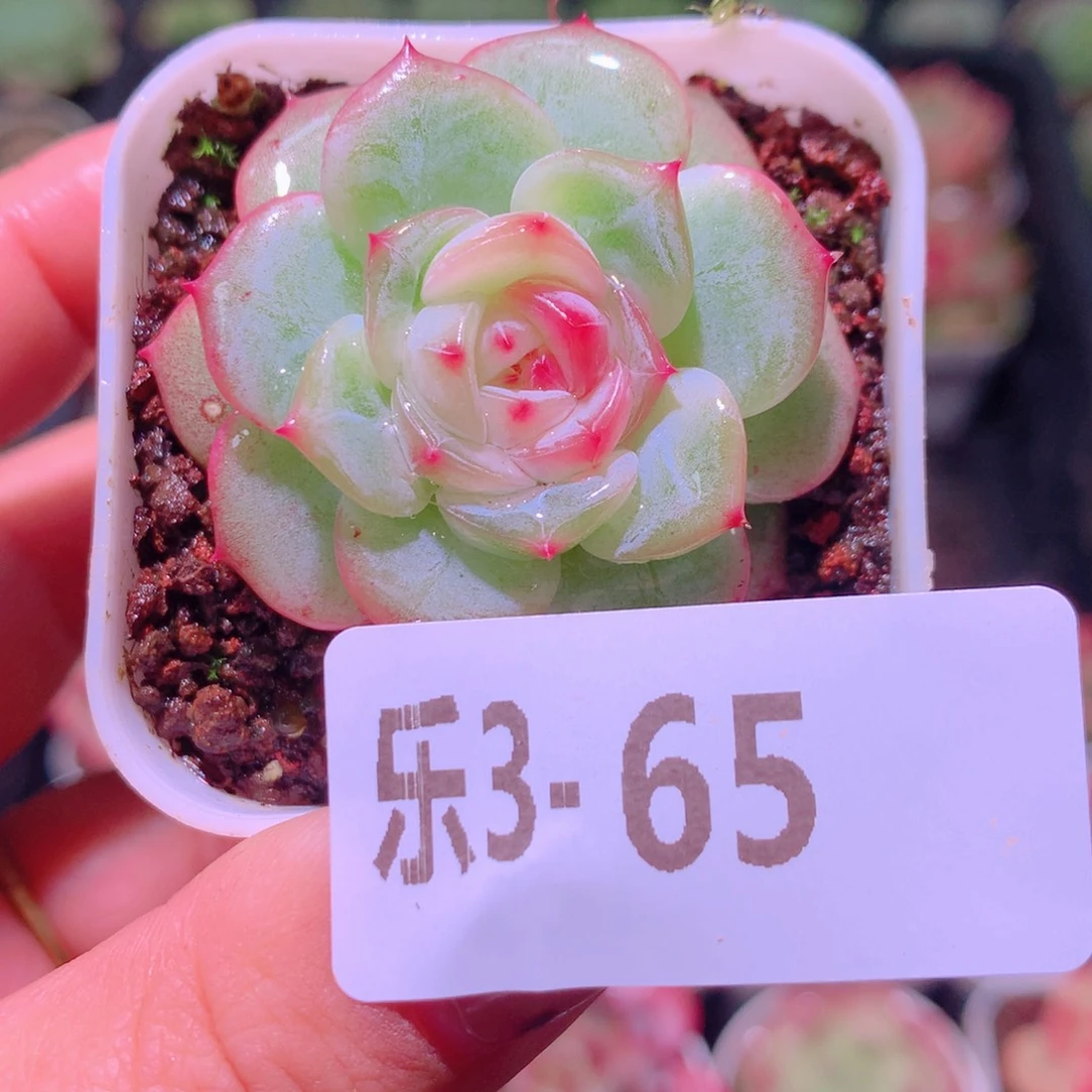 乐然 3-65 福利珍妮