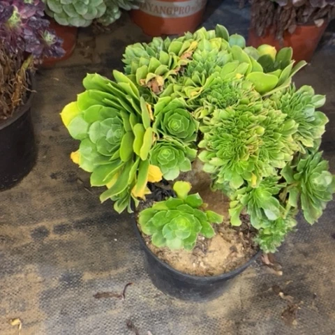 绿羊绒缀有伤多肉017