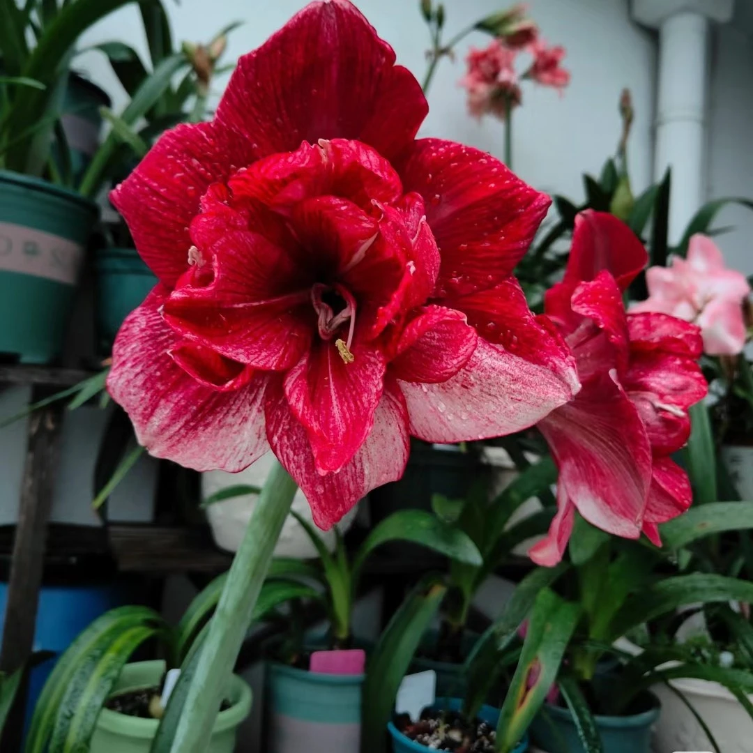 澳朱【笑脸】包对版自然球多年生基地直发送肥料