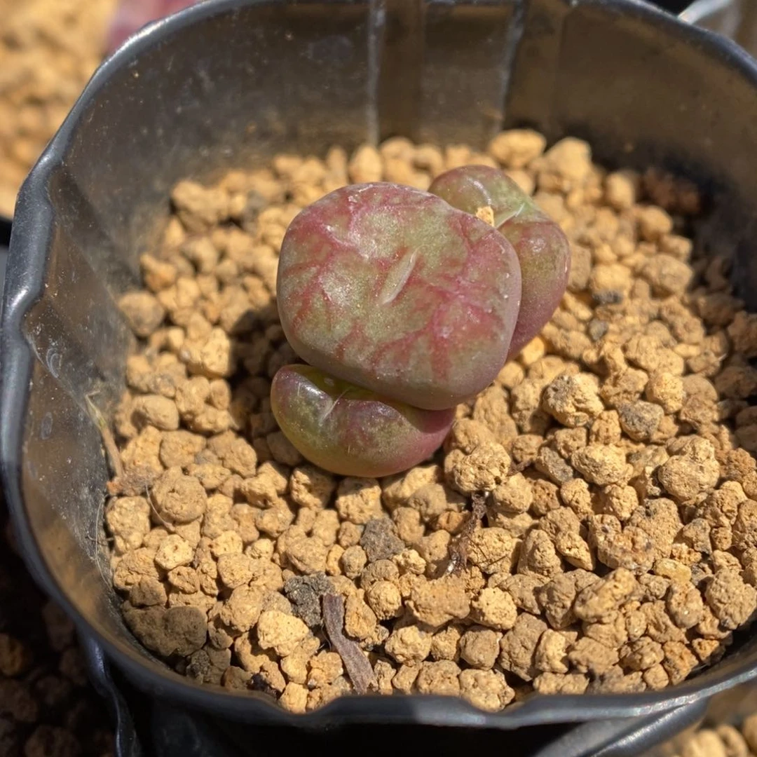 多肉植物肉锥杂交K-3351