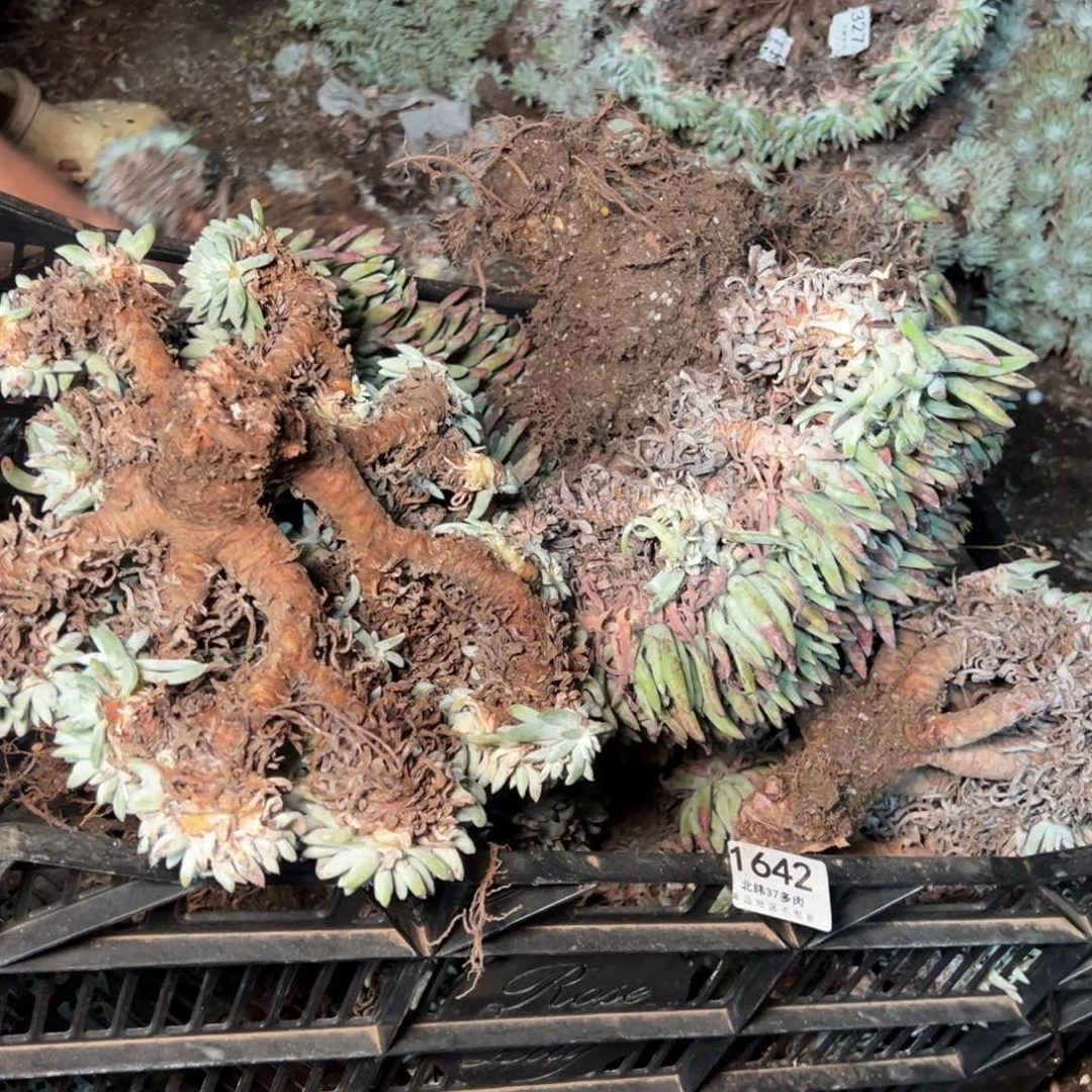 神**姐1642哈哈哈哈哈哈哈哈哈