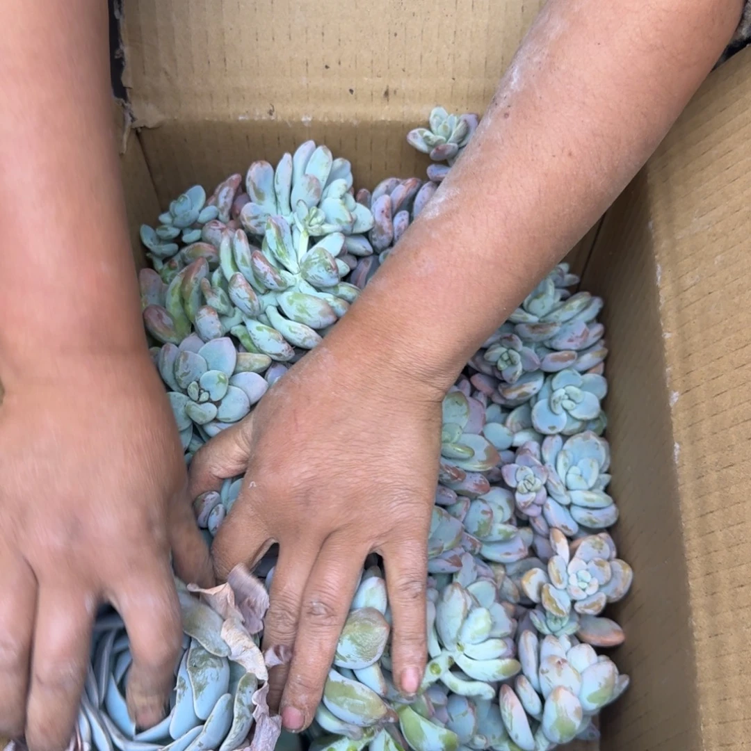 下***雨多肉砍头 不包损4446