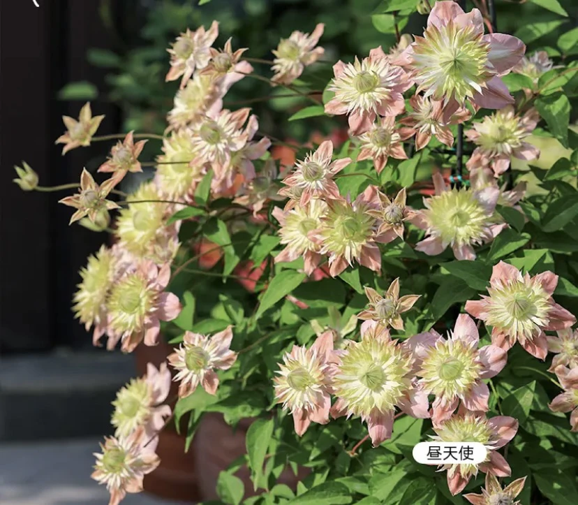 昼天使小苗p9铁线莲多花丰花