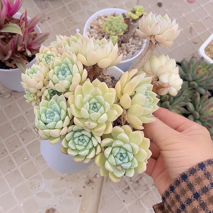 奶油美人2141多肉植物
