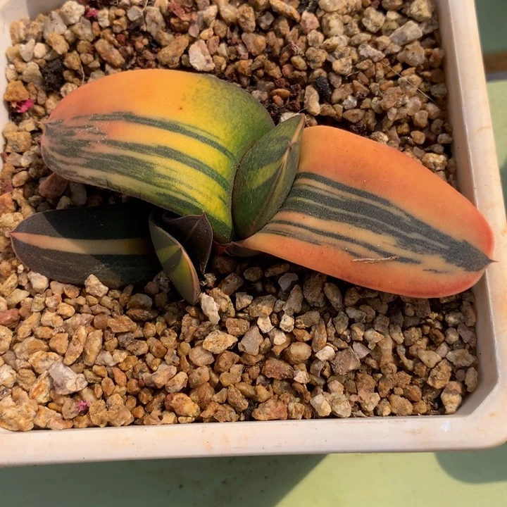 卧牛锦锦上园艺一物一拍