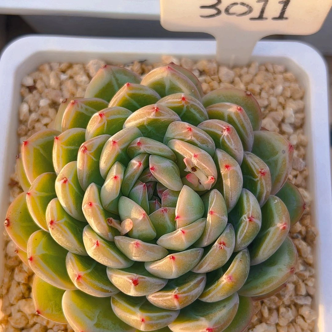 我****吗雪花珍妮3011号