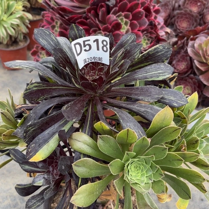 瑞妈多肉植物518