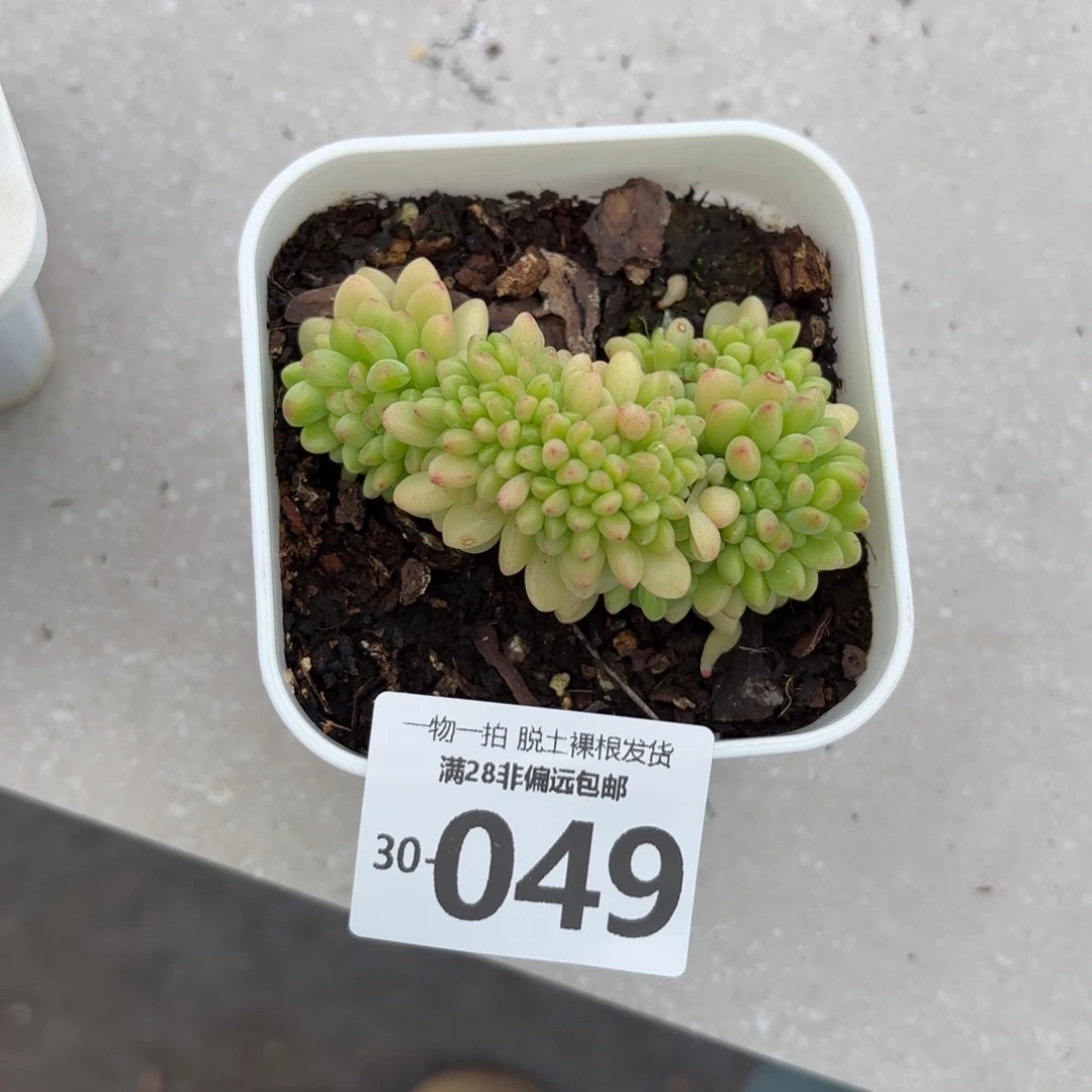 香格里拉缀化多肉多肉多肉