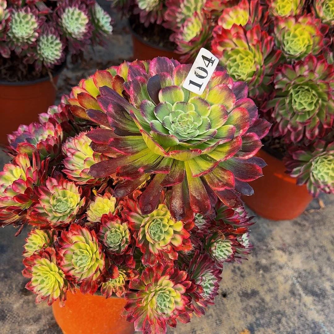 104绿体仙默多肉植物