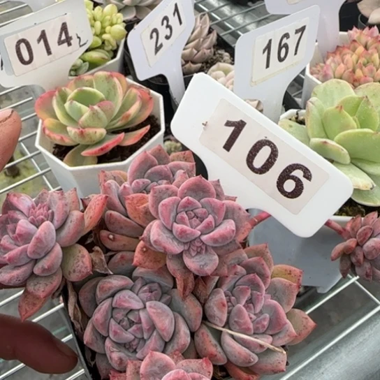 106白冰满18包邮多肉