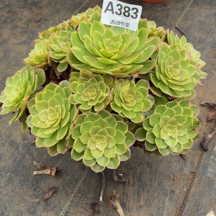 瑞妈多肉园艺383莲花座