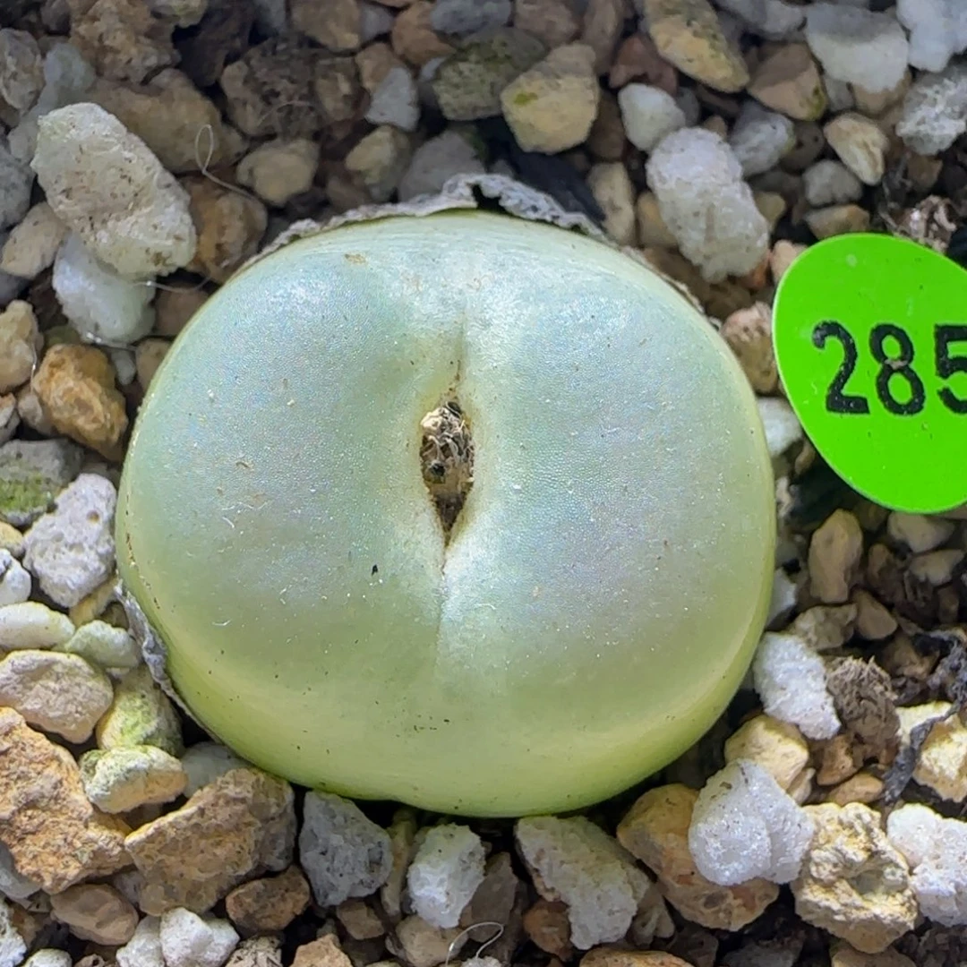 拉登2.3多肉植物285