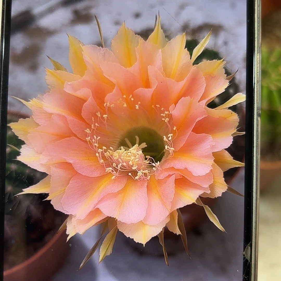 彩草1-63号6公分左右