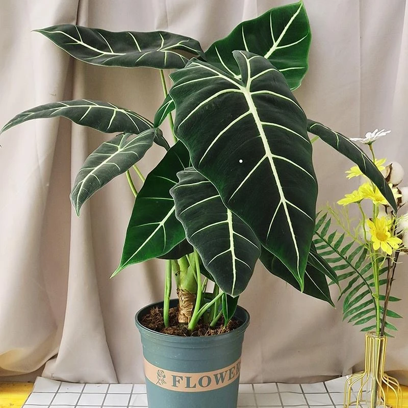 《两株款！老桩绿天鹅绒！》进口稀有北欧室内观叶植物热带绿植盆栽